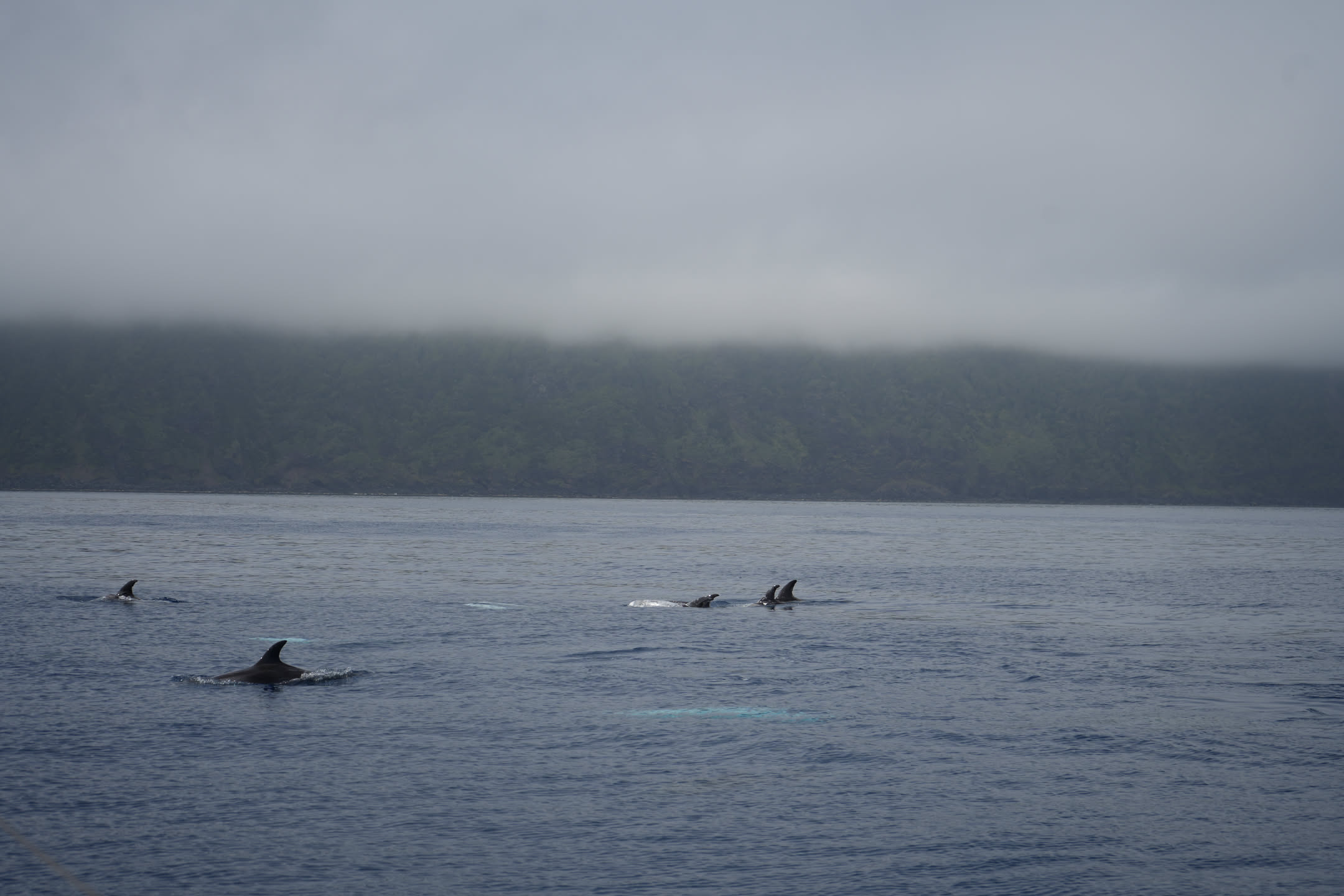 Whales/Troll Fjord