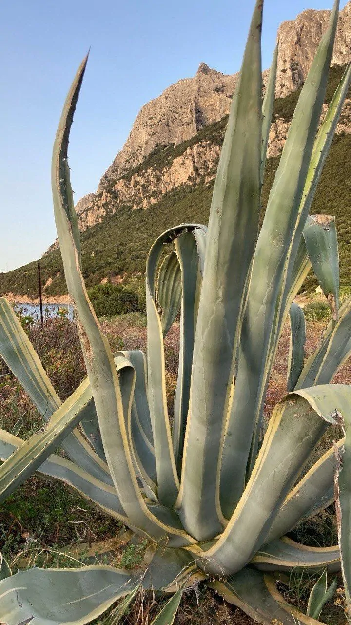Sardegna sailing